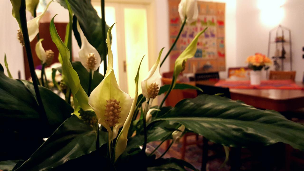 Bed and Breakfast Attico Barocco Lecce Zewnętrze zdjęcie